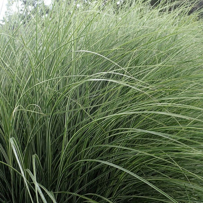 Prachtgras (Miscanthus sinensis) 'Morning Light'