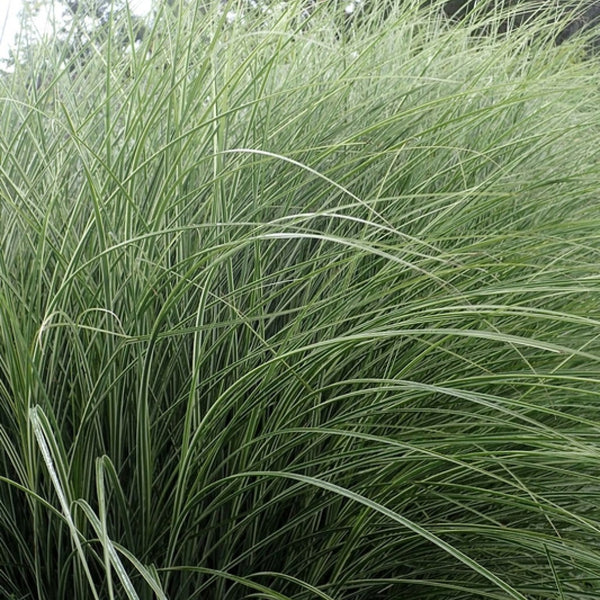 Prachtgras (Miscanthus sinensis) 'Morning Light'