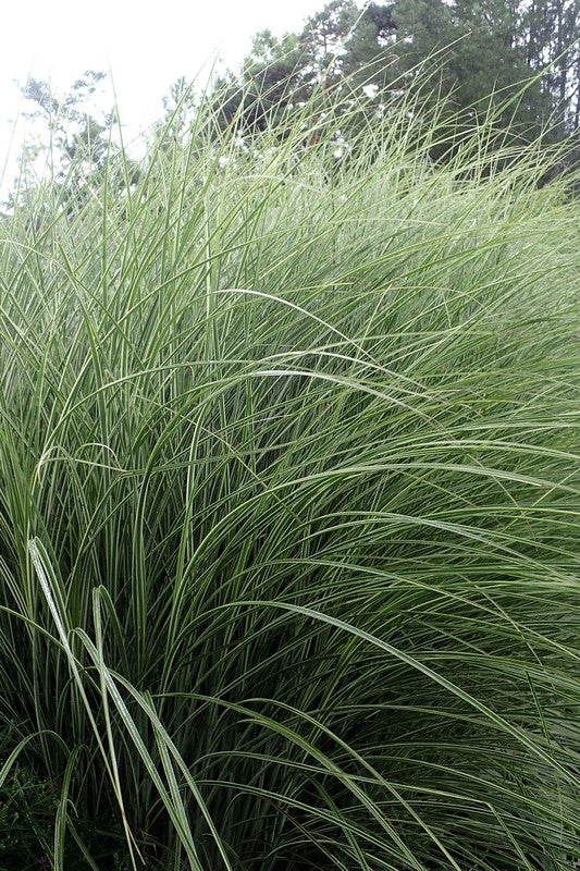 Prachtgras (Miscanthus sinensis) 'Morning Light'