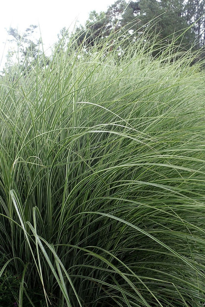 Prachtgras (Miscanthus sinensis) 'Morning Light'