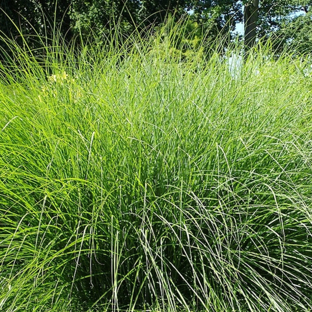 Prachtgras (Miscanthus sinensis) 'Gracillimus'
