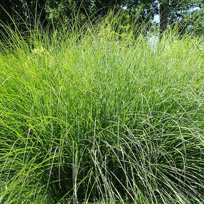 Prachtgras (Miscanthus sinensis) 'Gracillimus'