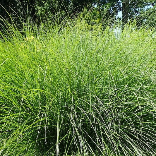 Prachtgras (Miscanthus sinensis) 'Gracillimus'