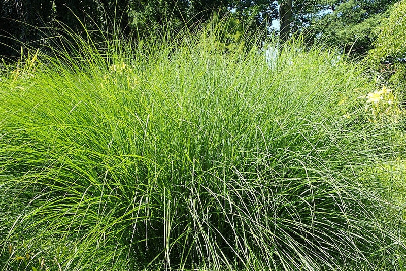 Prachtgras (Miscanthus sinensis) 'Gracillimus'