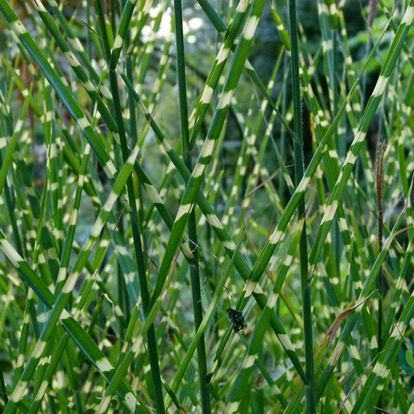 Prachtgras (Miscanthus sinensis) 'Zebrinus'