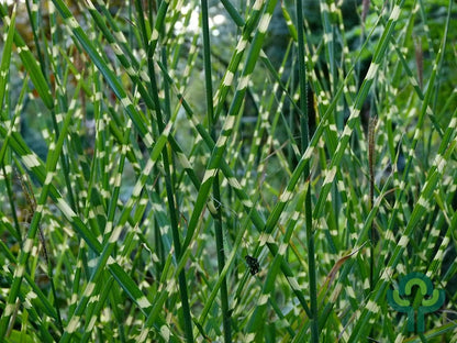 Prachtgras (Miscanthus sinensis) 'Zebrinus'