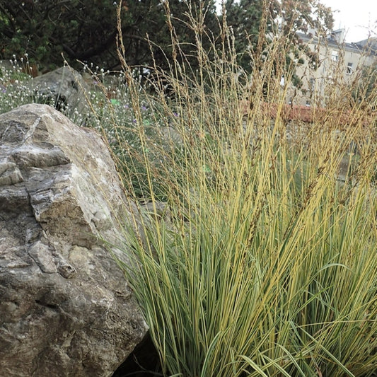 Pijpenstrootje (Molinia caerulea) 'Variegata'