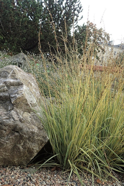 Pijpenstrootje (Molinia caerulea) 'Variegata'