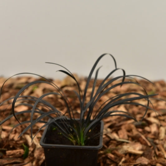 Slangenbaard (Ophiopogon planiscapus) 'Niger'