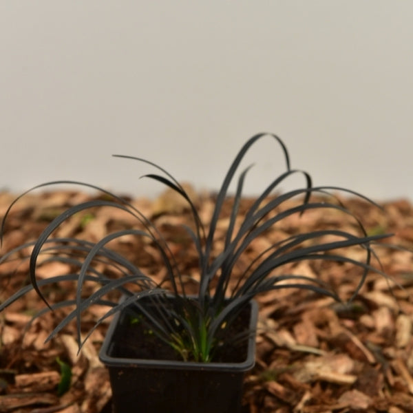 Slangenbaard (Ophiopogon planiscapus) 'Niger'