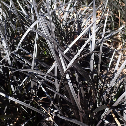 Slangenbaard (Ophiopogon planiscapus) 'Niger'