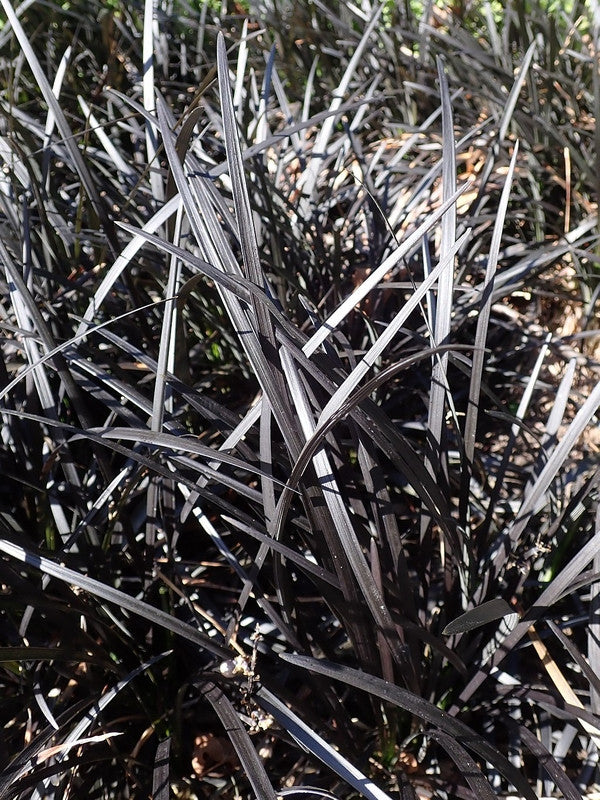 Slangenbaard (Ophiopogon planiscapus) 'Niger'