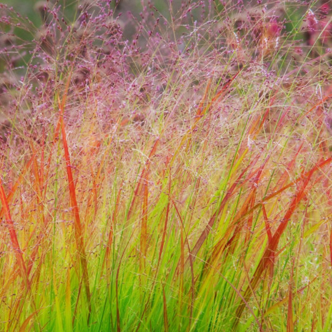 Vingergras (Panicum virgatum) 'Rehbraun'