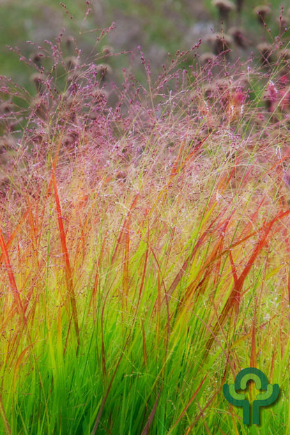 Vingergras (Panicum virgatum) 'Rehbraun'