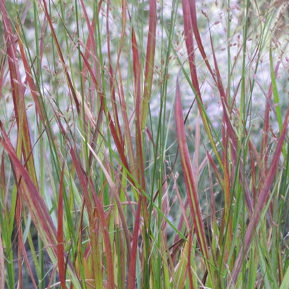 Vingergras (Panicum virgatum) 'Rotstrahlbusch'