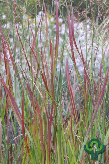 Vingergras (Panicum virgatum) 'Rotstrahlbusch'