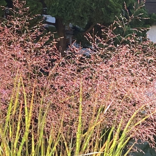 Vingergras (Panicum virgatum) 'Sangria'
