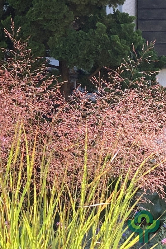 Vingergras (Panicum virgatum) 'Sangria'