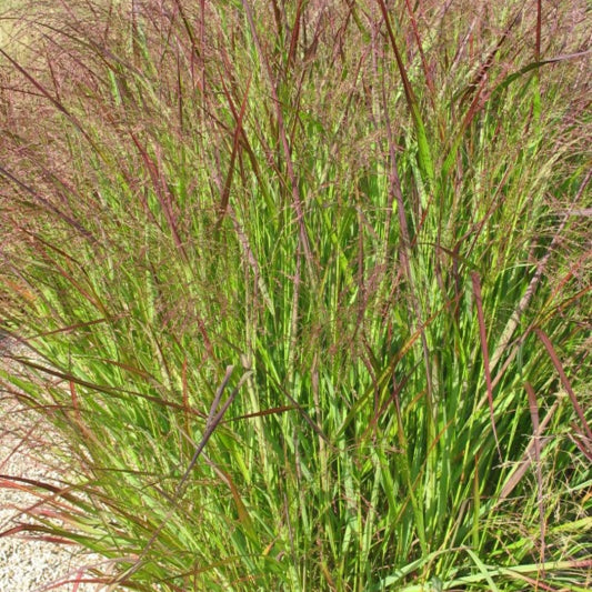 Vingergras (Panicum virgatum) 'Squaw'