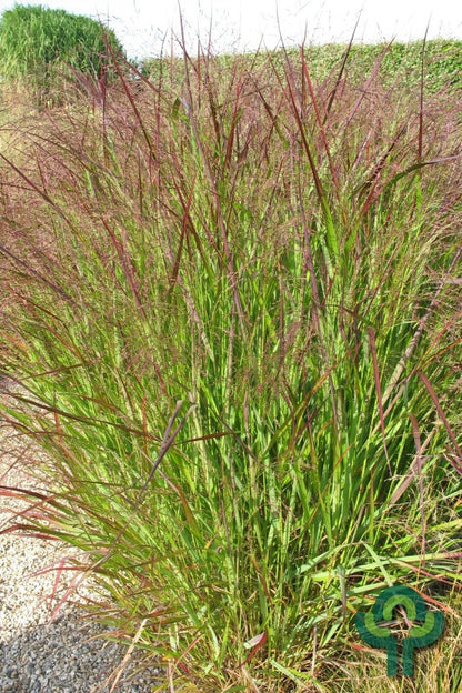 Vingergras (Panicum virgatum) 'Squaw'