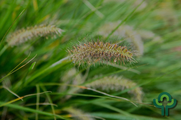 Lampenpoetsersgras (Pennisetum alopecuroides)