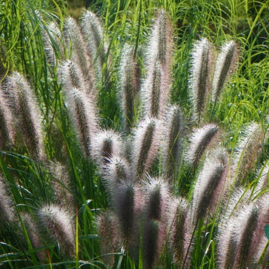 Lampenpoetsersgras (Pennisetum alopecuroides) 'Redhead'