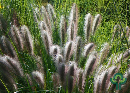 Lampenpoetsersgras (Pennisetum alopecuroides) 'Redhead'