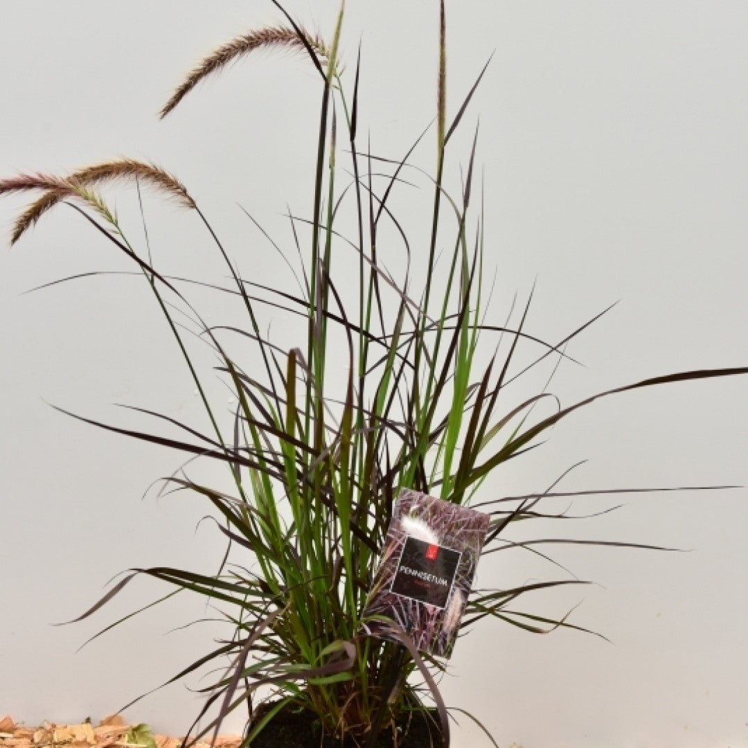 Lampenpoetsersgras (Pennisetum setaceum) 'Rubrum'