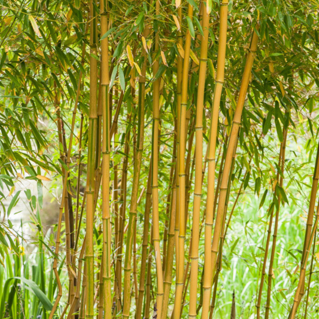Bamboe (Phyllostachys aureosulcata) 'Aureocaulis'