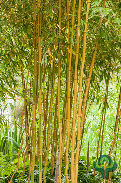 Bamboe (Phyllostachys aureosulcata) 'Aureocaulis'