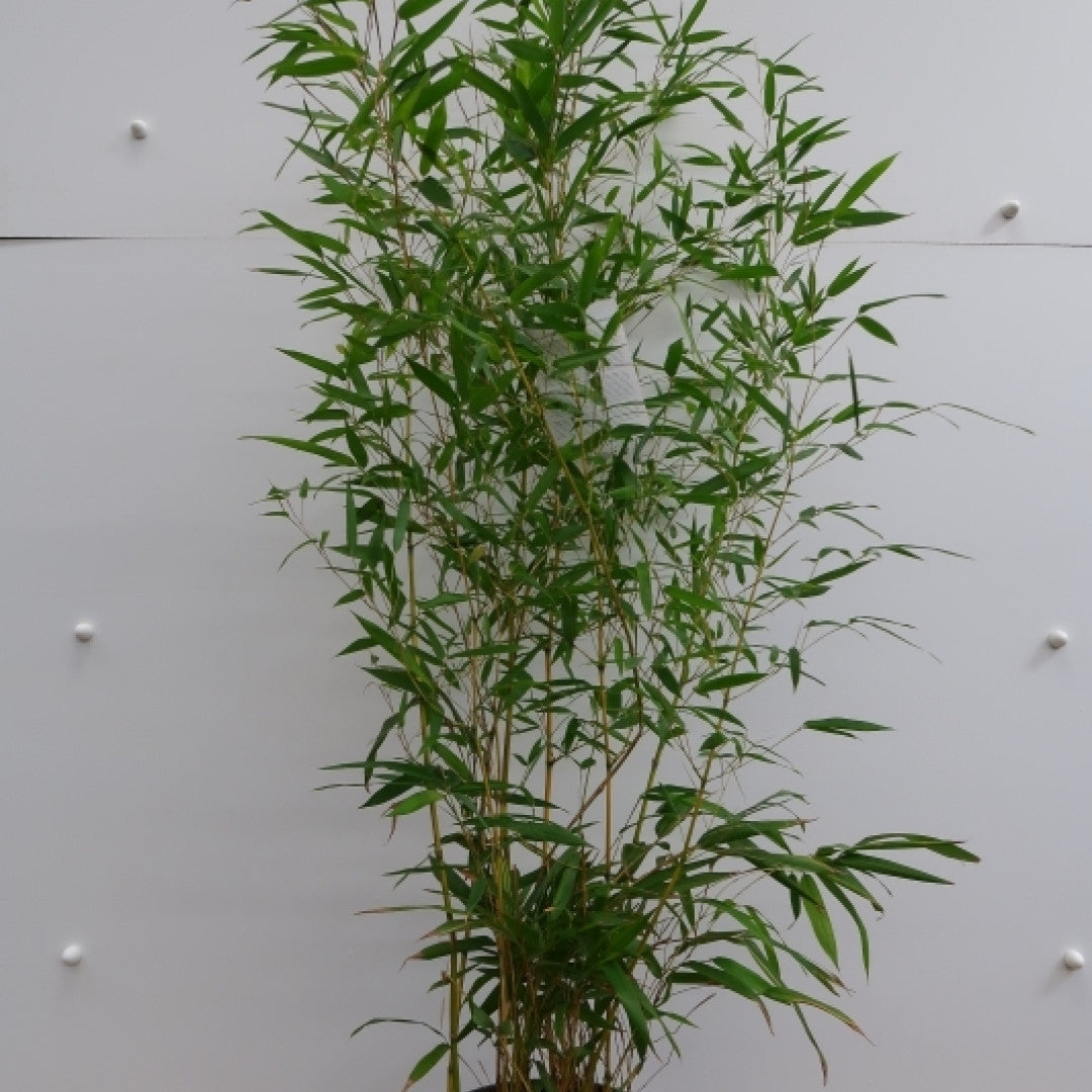 Bamboe (Phyllostachys aureosulcata) 'Aureocaulis'