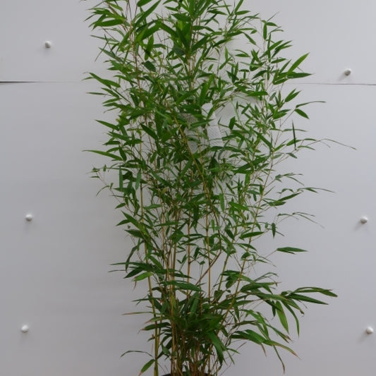 Bamboe (Phyllostachys aureosulcata) 'Aureocaulis'