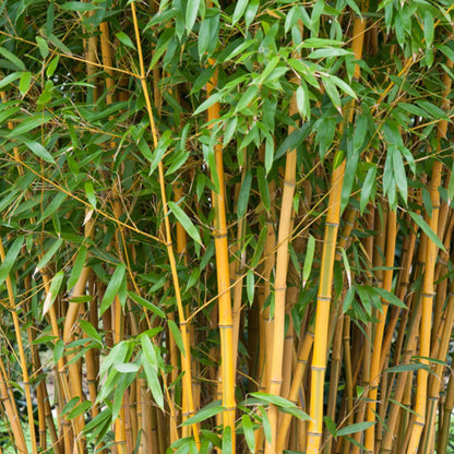 Bamboe (Phyllostachys aureosulcata) 'Spectabilis'