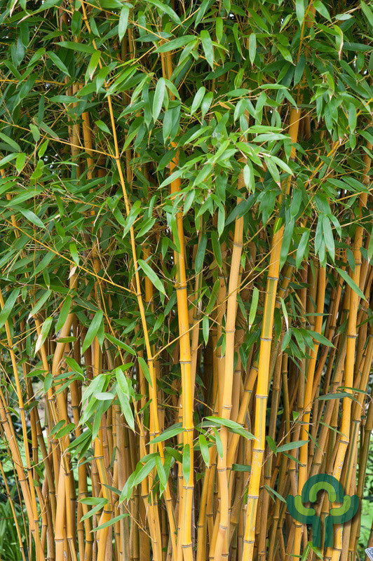 Bamboe (Phyllostachys aureosulcata) 'Spectabilis'