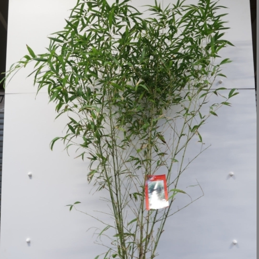 Bamboe (Phyllostachys aurea)