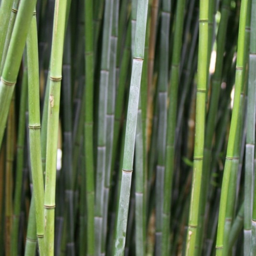 Bamboe (Phyllostachys bissetii)