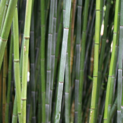 Bamboe (Phyllostachys bissetii)