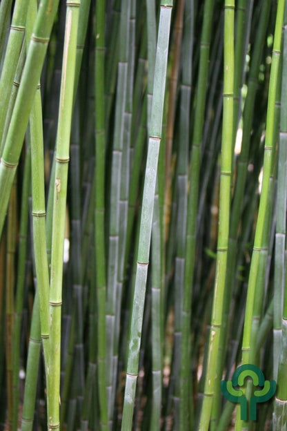 Bamboe (Phyllostachys bissetii)