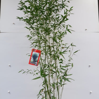Bamboe (Phyllostachys bissetii)