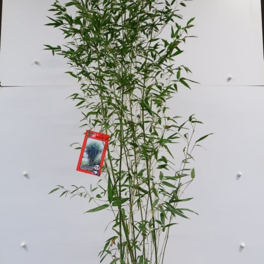 Bamboe (Phyllostachys bissetii)
