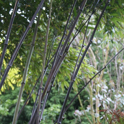 Zwarte bamboe (Phyllostachys nigra)