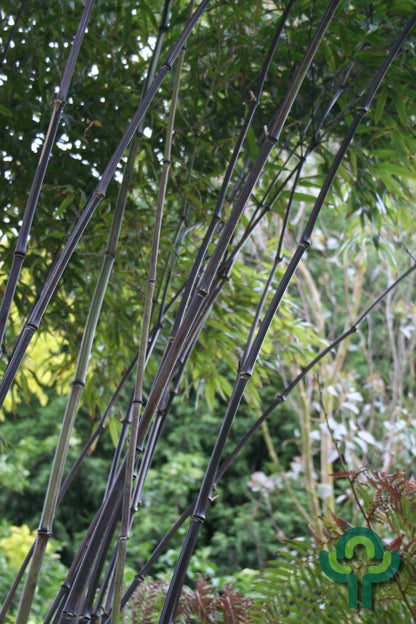 Zwarte bamboe (Phyllostachys nigra)