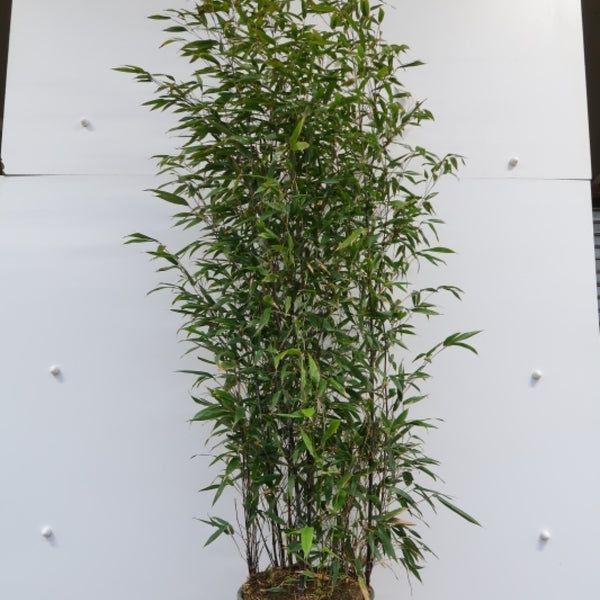 Zwarte bamboe (Phyllostachys nigra)