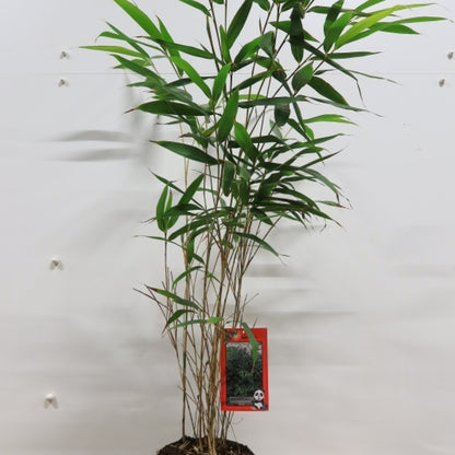 Pijlbamboe (Pseudosasa japonica)