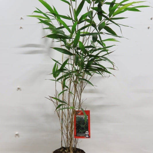 Pijlbamboe (Pseudosasa japonica)