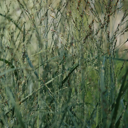 Vingergras (Panicum virgatum) 'Heavy Metal'