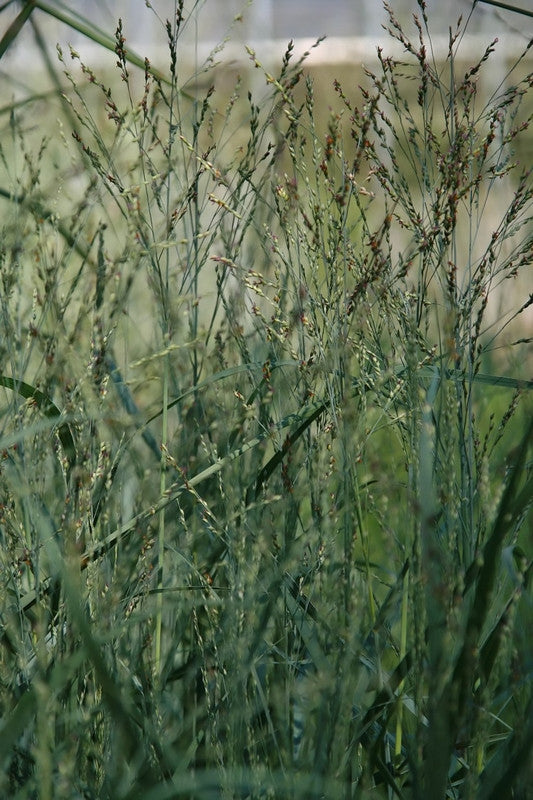 Vingergras (Panicum virgatum) 'Heavy Metal'
