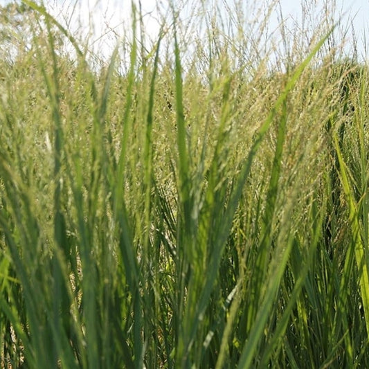 Vingergras (Panicum virgatum) 'Northwind'