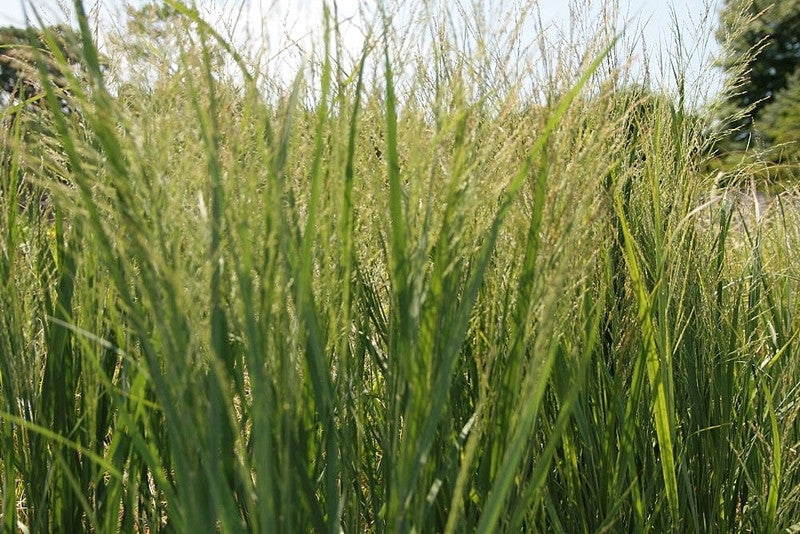 Vingergras (Panicum virgatum) 'Northwind'