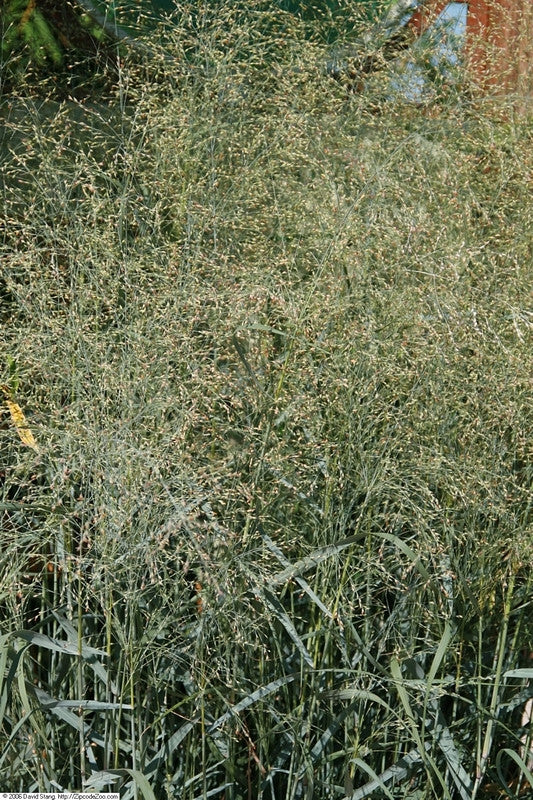 Vingergras (Panicum virgatum) 'Prairie Sky'